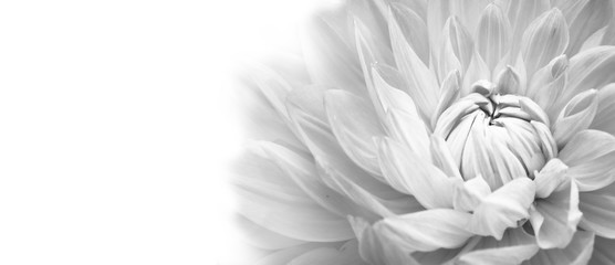 Details of blooming white dahlia fresh flower macro photography. Black and white photo emphasizing texture, contrast and intricate floral patterns in a white background wide banner panorama format.