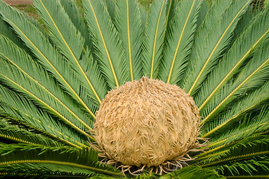 Japanischer Palmfarn auf Madeira
