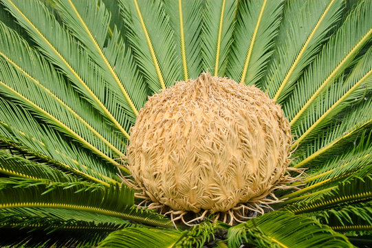 Japanischer Palmfarn auf Madeira