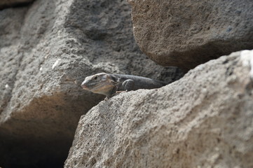 Fototapeta premium Barthagame