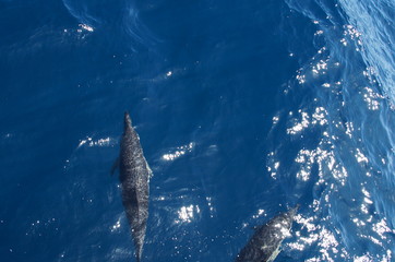 Delfin © Sebastian