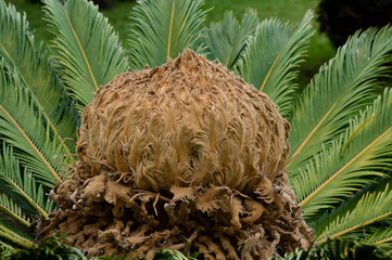 Japanischer Palmfarn auf Madeira