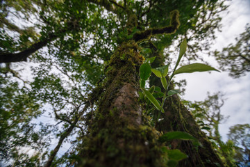 low angle view tree in the forest