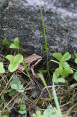 Frosch