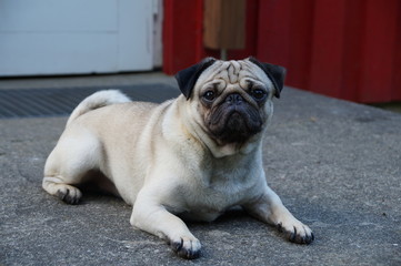 mops