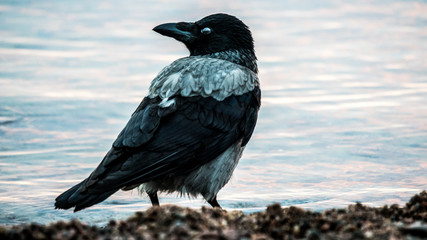 crow on rock