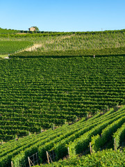 Vineyards near Barolo, Cuneo, in Langhe