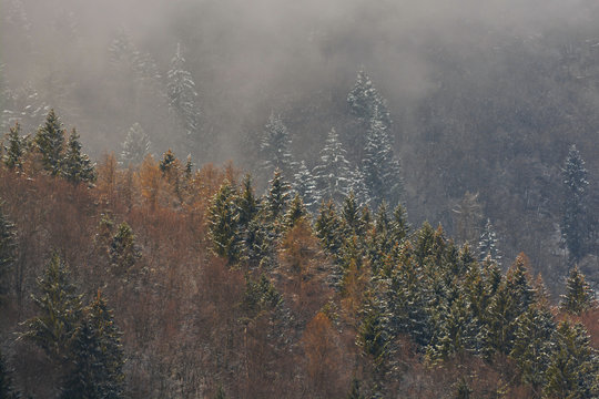 Bosco di abeti e faggi con luci del tramonto e nebbia