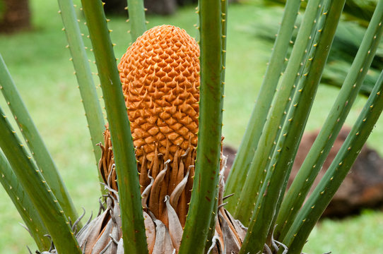 Japanischer Palmfarn auf Madeira