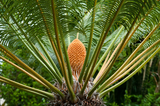 Japanischer Palmfarn auf Madeira