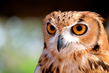 portrait of an owl