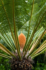 Obraz premium Japanischer Palmfarn auf Madeira