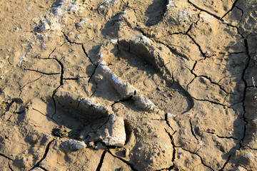 Footprints on the earth