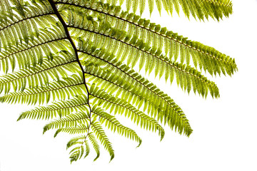 fern leaves on white background © fotodiya83