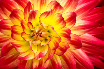 Red, orange and yellow flame colors dahlia flower with yellow center close up macro photo. Focus on the bright reddish and pink colours and abstract geometric floral pattern details.