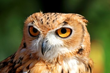 portrait of an owl