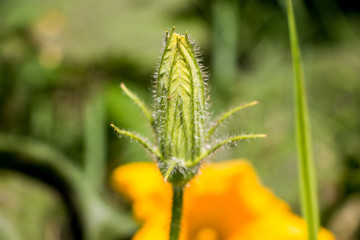 The pumpkin flower in the garden