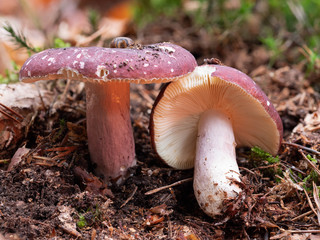 Bitterer Zinnobertäubling