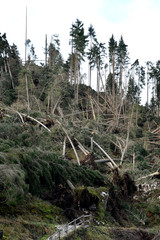 Lake Carezza, Bolzano province, South tyrol, Italy Broken trees after a storm