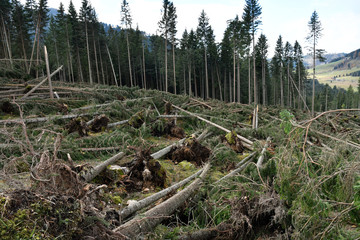 Lake Carezza, Bolzano province, South tyrol, Italy Storm effects shows fallen and uprooted trees in forest area