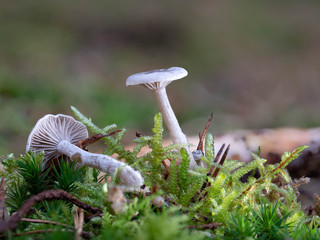 Grauer Mehltrichterling