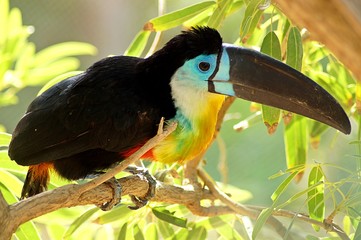toucan on a branch