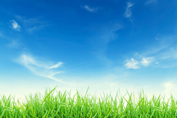 Obraz na płótnie Canvas green grass with blue sky