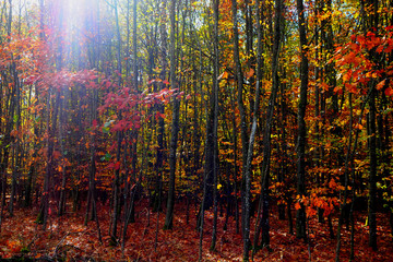 Fototapeta premium Herbstwald
