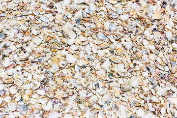 background of seashells colored