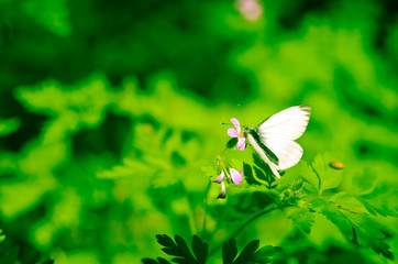 Small cabbage butterfly white on flower