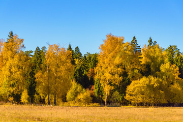 autumn trees leaves multicolored