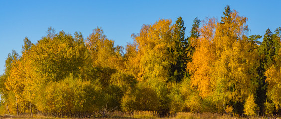 Fototapeta premium autumn trees leaves multicolored