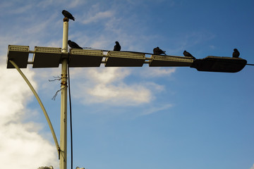 Six doves are sitting on a street lamp