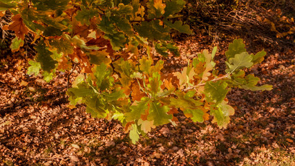 Farben des Herbstes