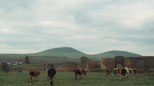 Turkey / Ani, May 28, 2018: shepherd chases cows, ani ruins