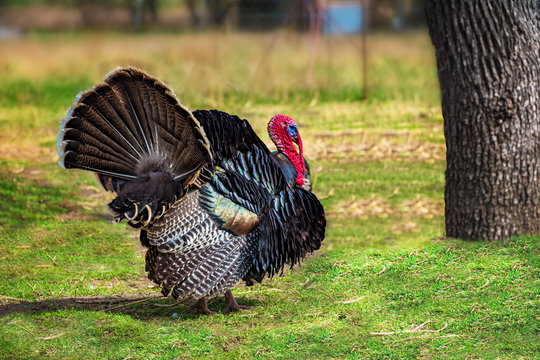 Domestic Tom turkey walking in the yard (green grass)