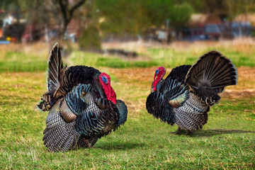 Two male domestic turkey walking in the yard (green grass)