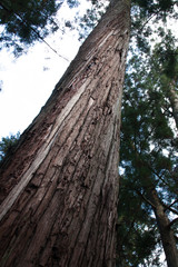 伊勢神宮の樹木