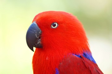 colorful parrot