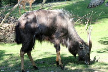 Fototapeta premium TIERE_8560_Antilope_Nyala