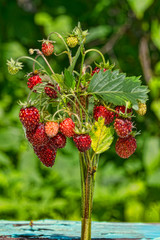 bouquet of wild strawberry