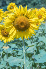 Sun flower and blue sky  with white cloud background.A yellow flower in fields.Beautiful sun flowers.