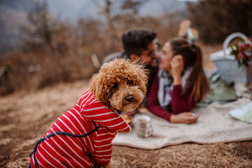Selective focus on dog looking at camera. In background couple lying at picnic.