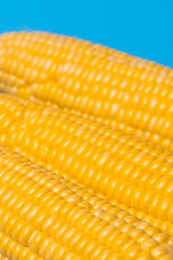 fresh organic corn on blue background