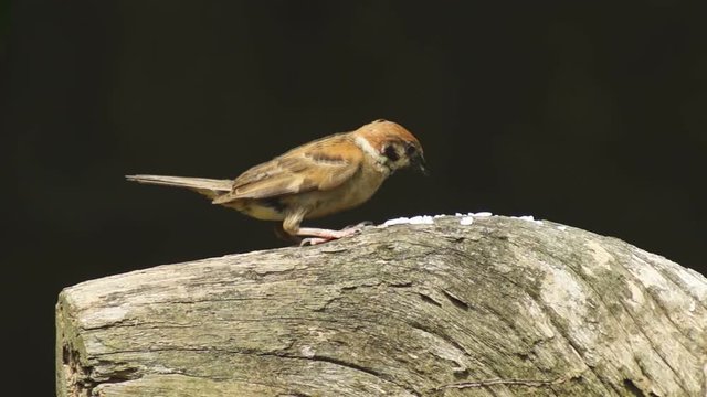 Philippine Maya Bird Eurasian Tree Sparrow or Passer montanus perch on tree branch pecking rice grains