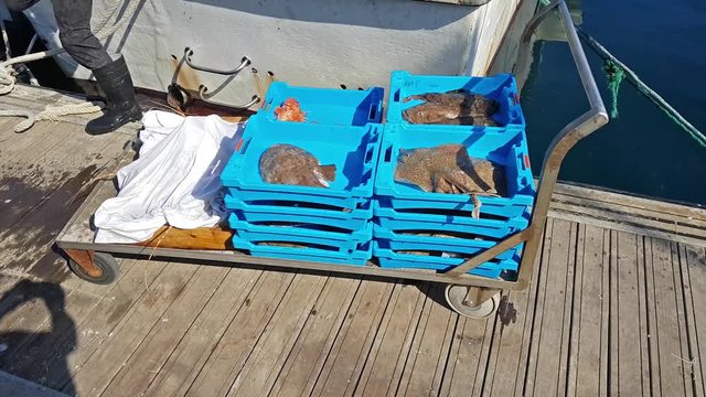 Blue plastic containers with catch of sea fish, shrimps, oysters, squid, sea delicacies. Fish auction for wholesalers and restaurants. Blanes, Spain, Costa Brava. Fishing at pier in port Blanes