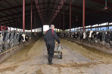  farmer working with cows