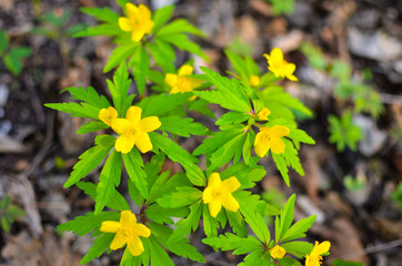 yellow anemone, yellow wood anemone, buttercup anemone Anemone ranunculoides