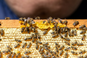 close up of bees on honeycomb in apiary
