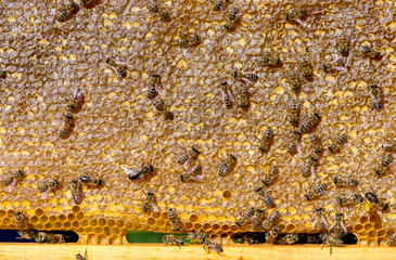close up of bees on honeycomb in apiary